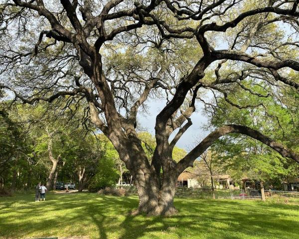 Sap Arborcare