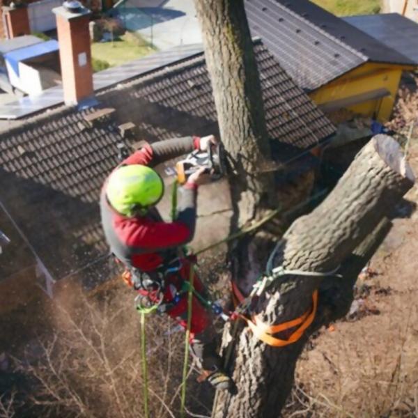 Sap Arborcare