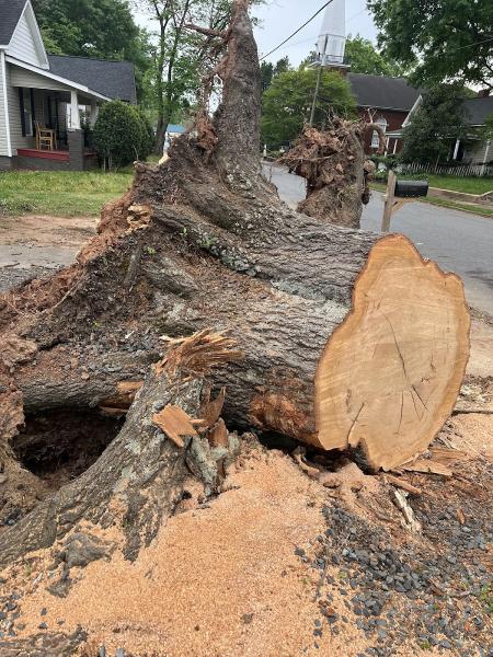 Grind and Gone Stump Grinding