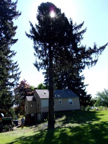 Tree Fellers LLC Tree Service