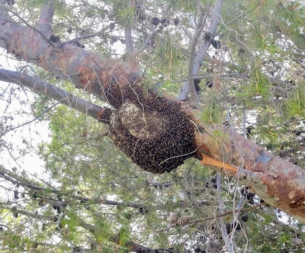 Desert Swarm Bee Removal