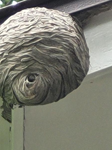 CWF Pest