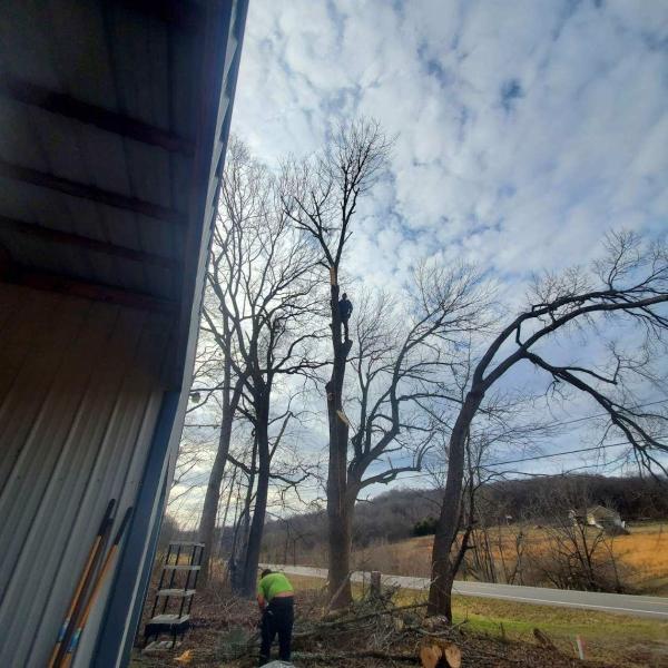 Valentine Tree Service
