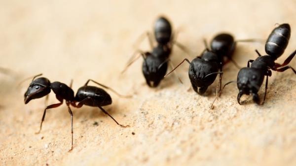 Village Exterminating