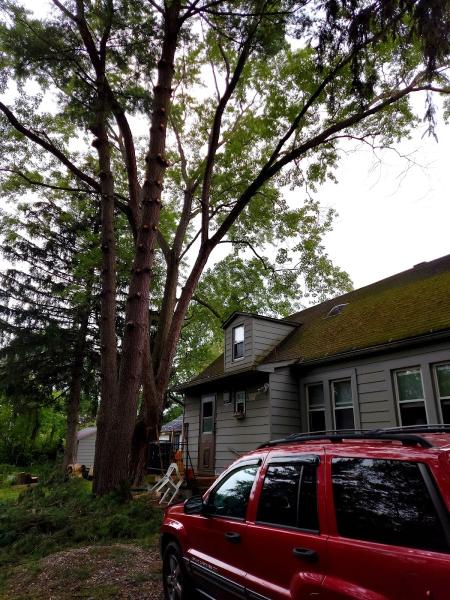 From the Ground Up Tree Services