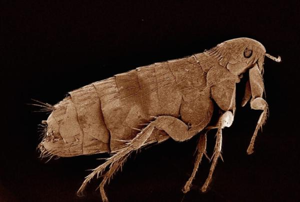 BTR Pest Control