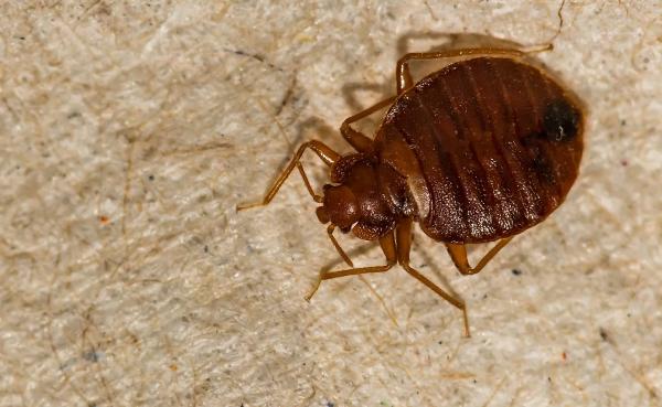 BTR Pest Control