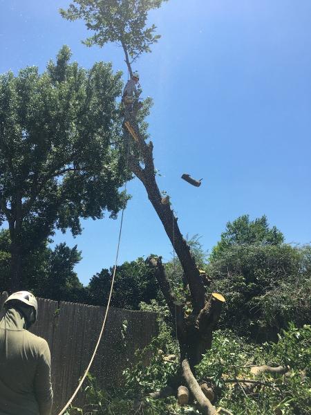 West Texas Tree Services LLC