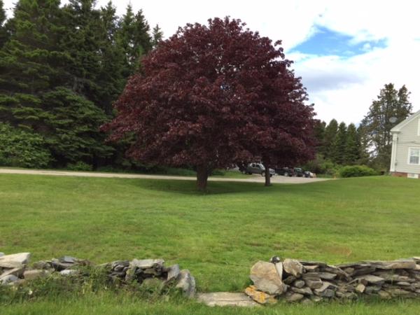 West Texas Tree Services LLC