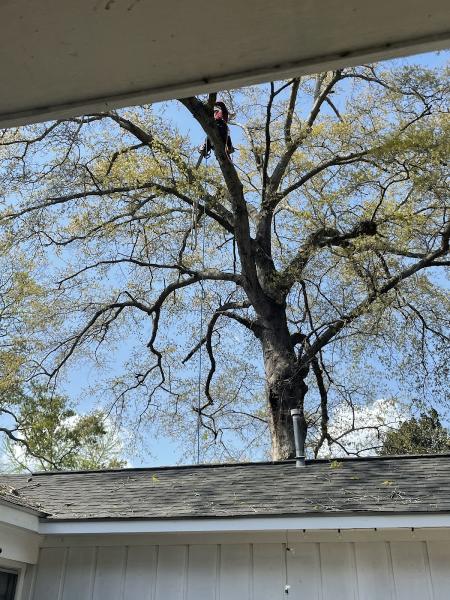 Gray Brothers Tree Service