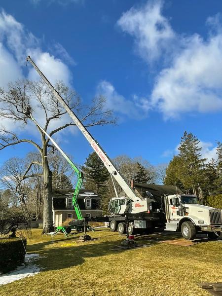 Yankee Tree LLC