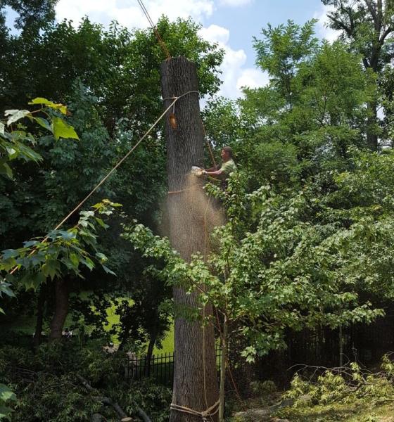 JT Tree & Landscaping Inc.