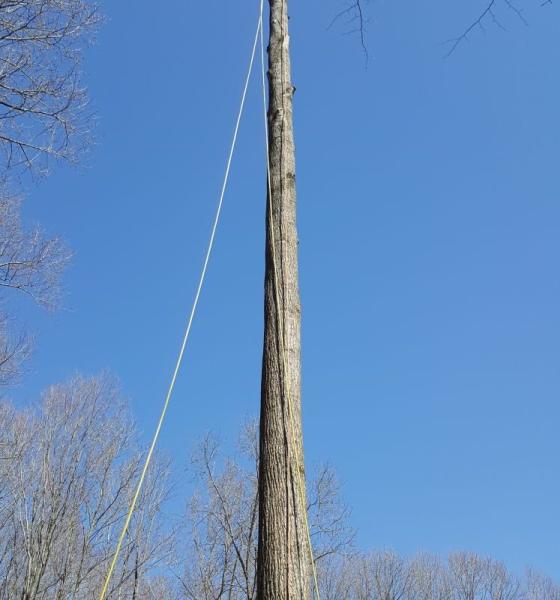 JT Tree & Landscaping Inc.