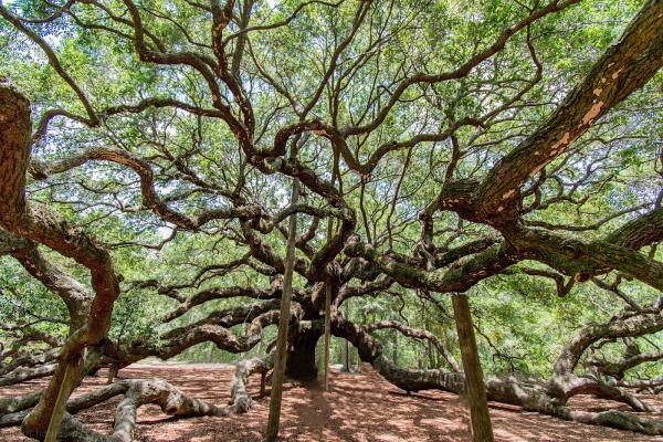 Tap Root Tree Specialists