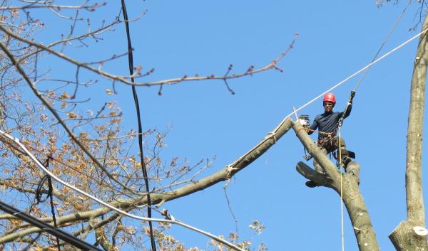Arbor Barber Tree Experts