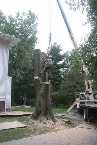 Arbor Barber Tree Experts
