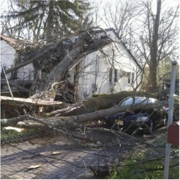 Arbor Barber Tree Experts