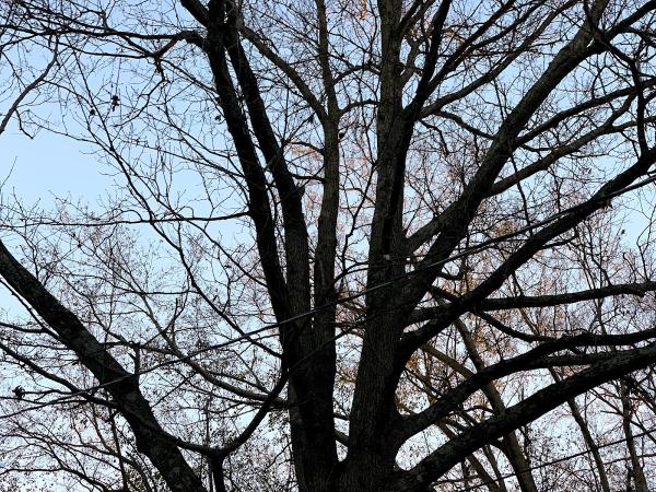 Mister Tree Service