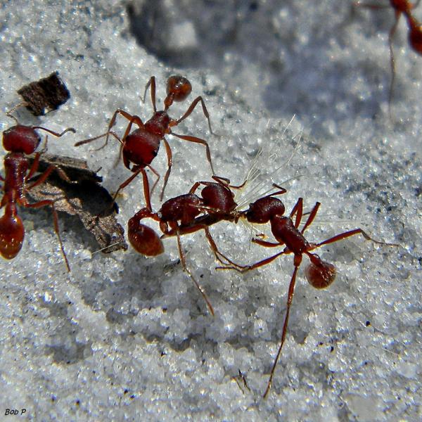 Bugs Patrol LLC