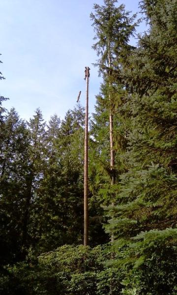 Lumberjacks Tree Service & Excavation