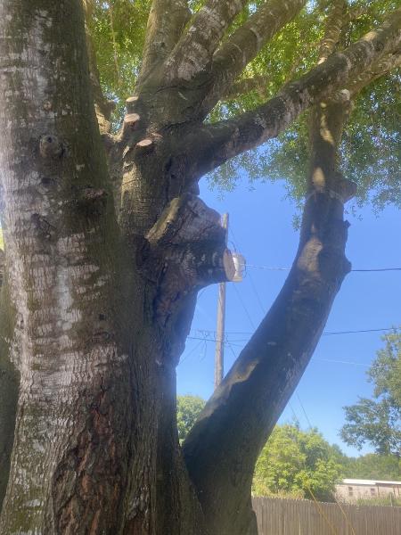 Treesforyou.com
