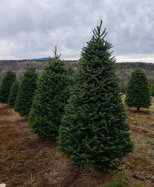 Sibgo Tree Company