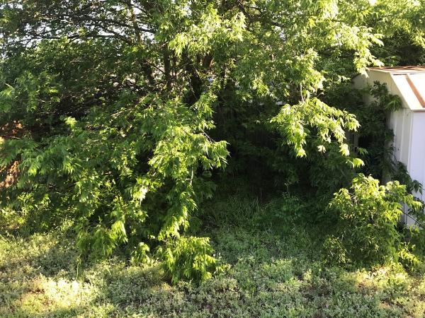 Denton Complete Tree Removal