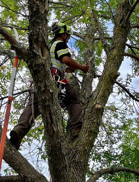 Sawvell Tree Service