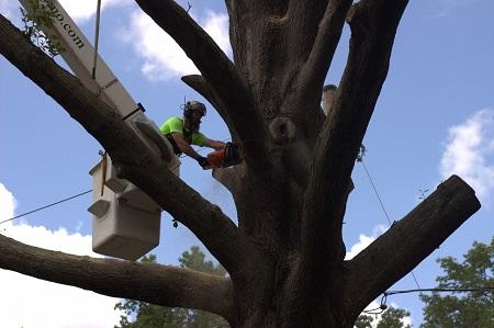 Walker Tree Service