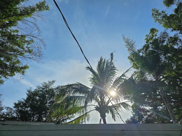 Castillo Tree & Lawn Service Inc