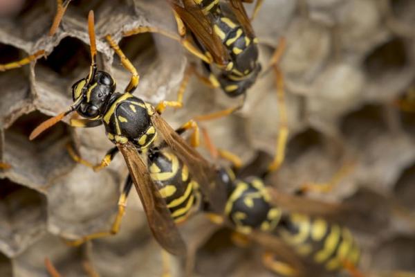 Backcountry Pest Control