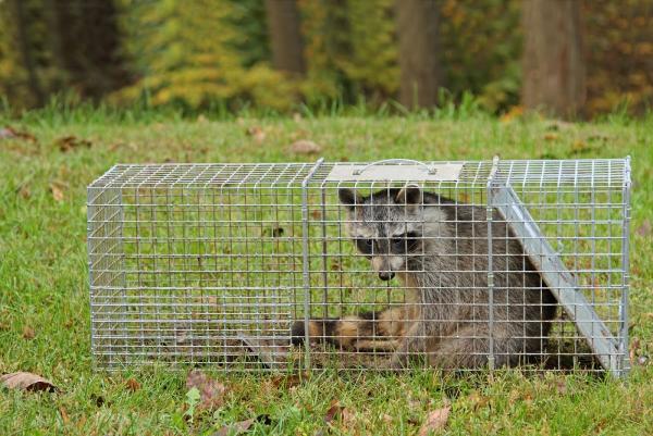 Backcountry Pest Control