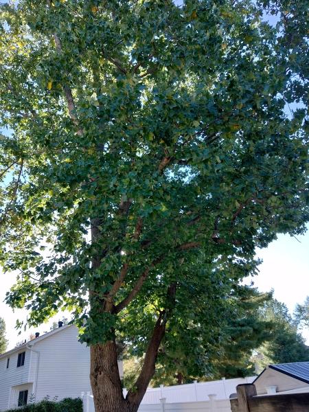 Family Tree Care