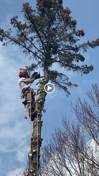 Top Down Tree Service