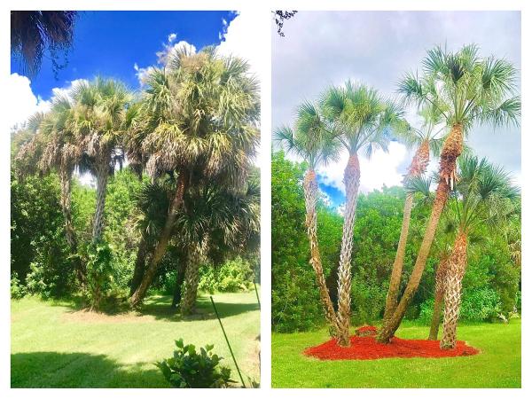 Willis Landscapes