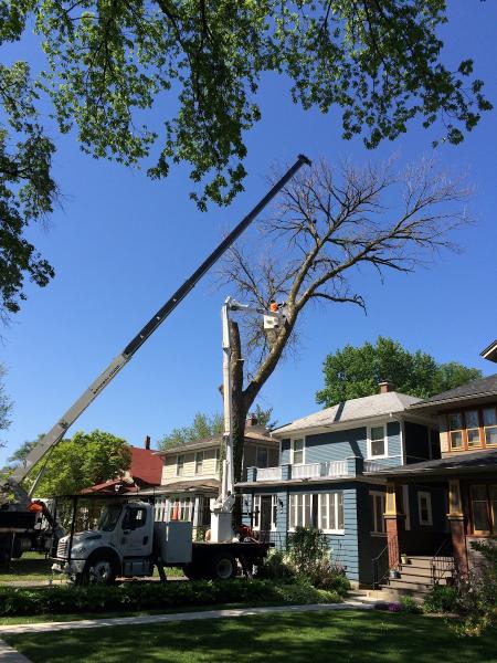 Davis Tree Care & Landscaping