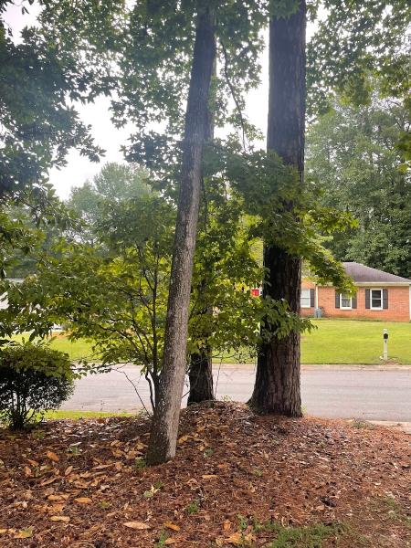 Jones Tree Service Inc.