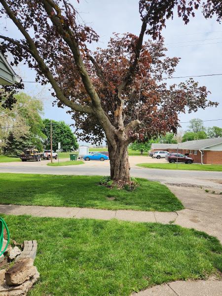 Bobby's Tree Services