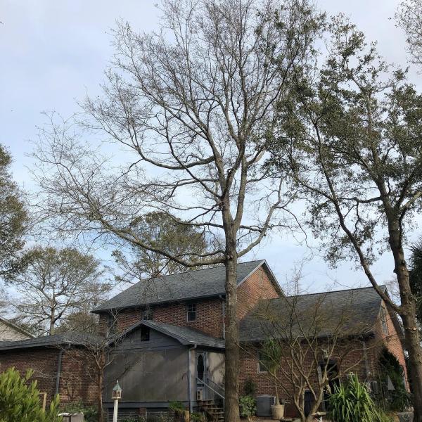 Arborcare Tree Management
