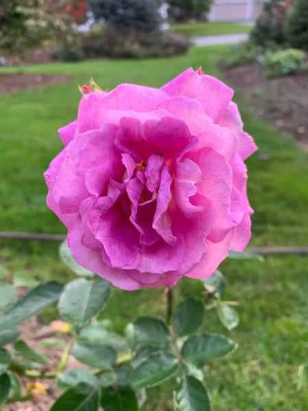 Laraby Lawn & Landscape Service