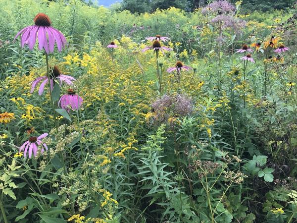 Todd Haiman Landscape Design
