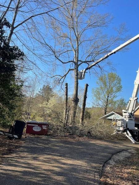 Genesis Tree Services