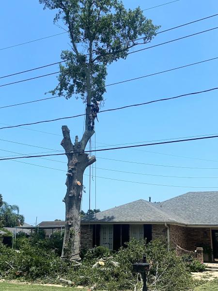 Genesis Tree Services