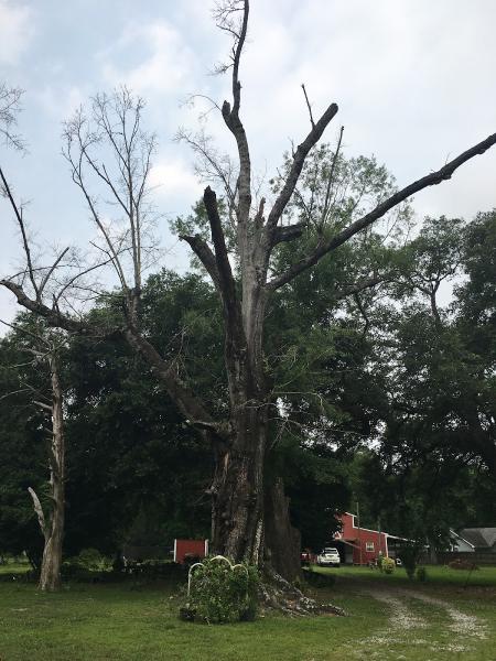 Genesis Tree Services