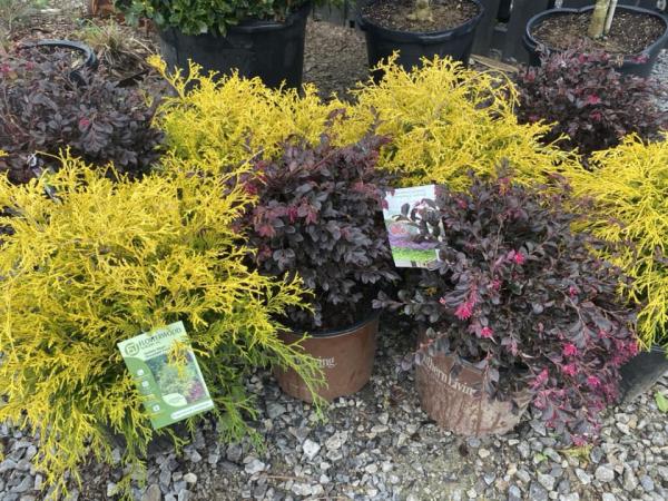 Cane Row Nursery & Landscaping