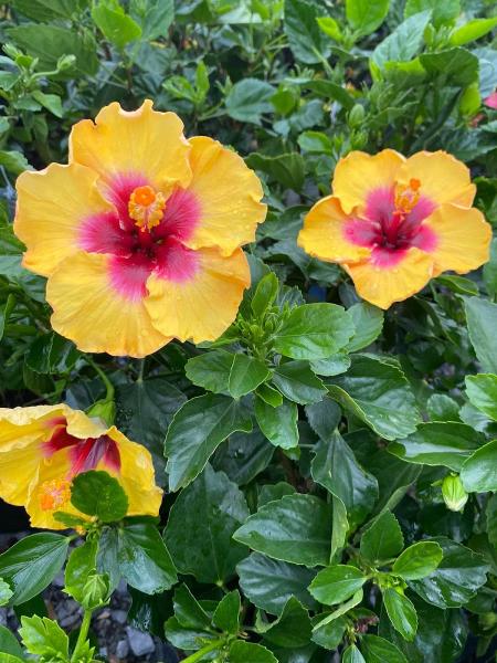 Cane Row Nursery & Landscaping