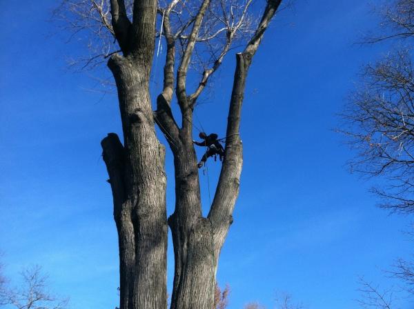 Granger Tree Service