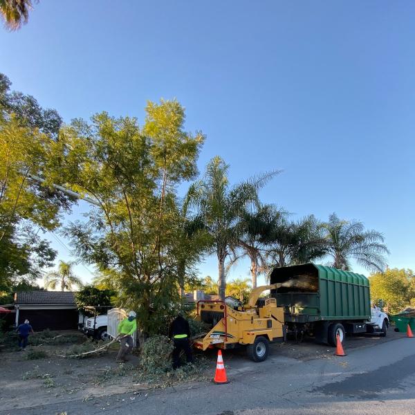 Premier Tree Experts