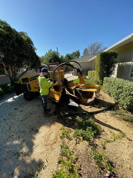 Premier Tree Experts