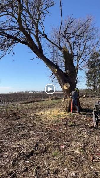 Tree Fellers Tree Care